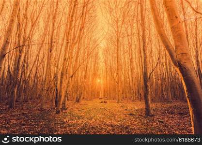 Sunrise in a forest with tall trees without leaves