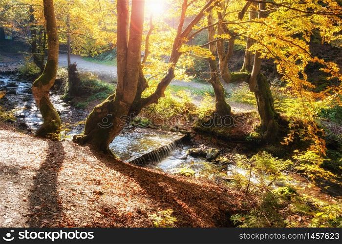 Sunrise in autumn forest. Bright golden fall nature landscape