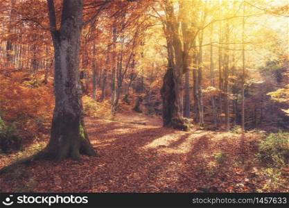 Sunrise in autumn forest. Bright golden fall nature landscape