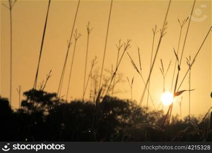 Sunrise in Bassari Village Grassland in Senegal
