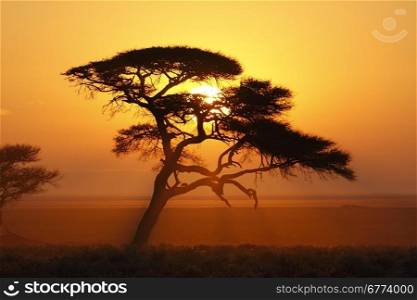 Sunrise in Etosha National Park - Namibia