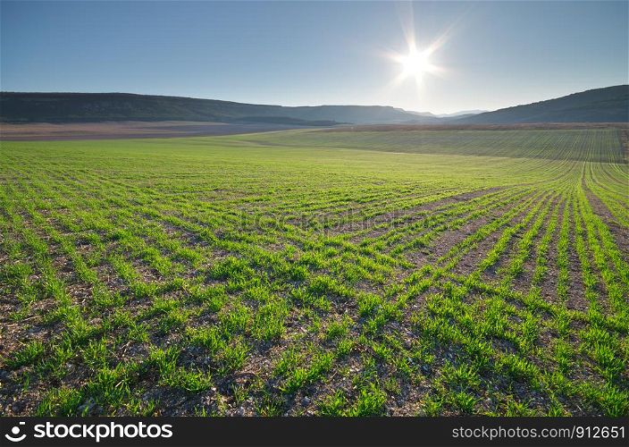 Sunrise in grean meadow of young wheat. Nature composition and agricultural scene.