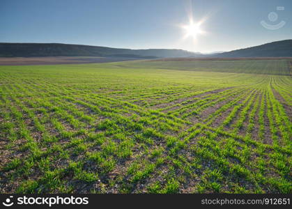 Sunrise in grean meadow of young wheat. Nature composition and agricultural scene.