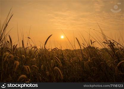 Sunrise in meadows