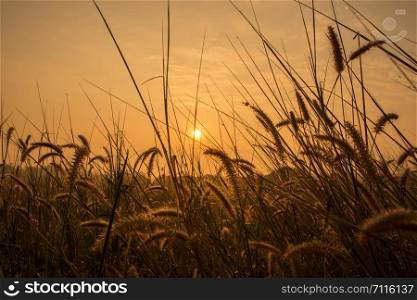 Sunrise in meadows