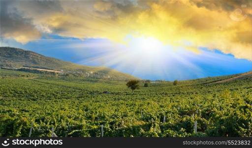 Sunrise in mountains over a grape field. Vineyards in the Crimean mountains