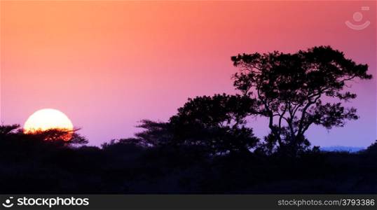 Sunrise in the bushveld (focus on tree) - Kruger National Park