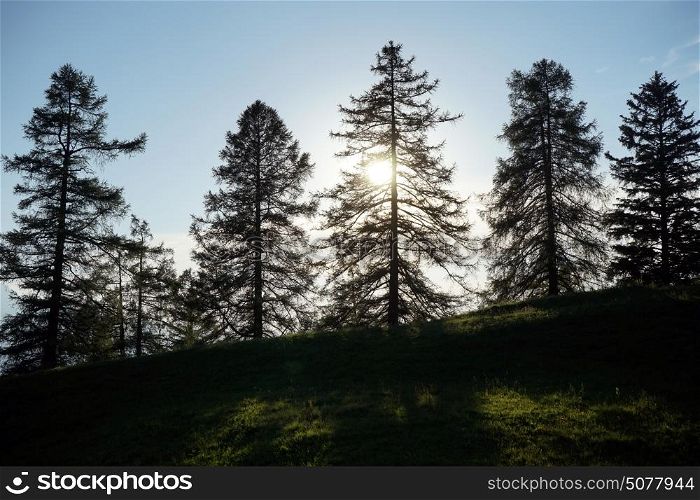 Sunrise in the fir-forest in Lihtentein