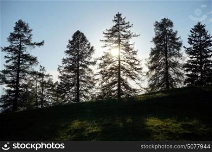 Sunrise in the fir-forest in Lihtentein