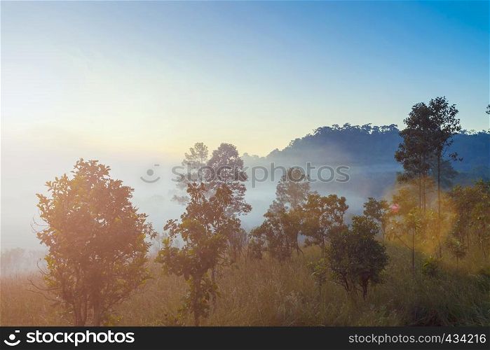 Sunrise in the mountain with trees and fog. Fresh naturally outdoor background. Travel destination.