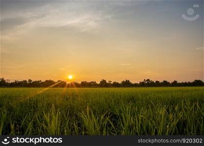 Sunrise in the rice field