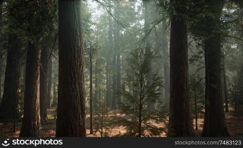 Sunrise in the Sequoias, General Grant Grove, Sequoia National Park