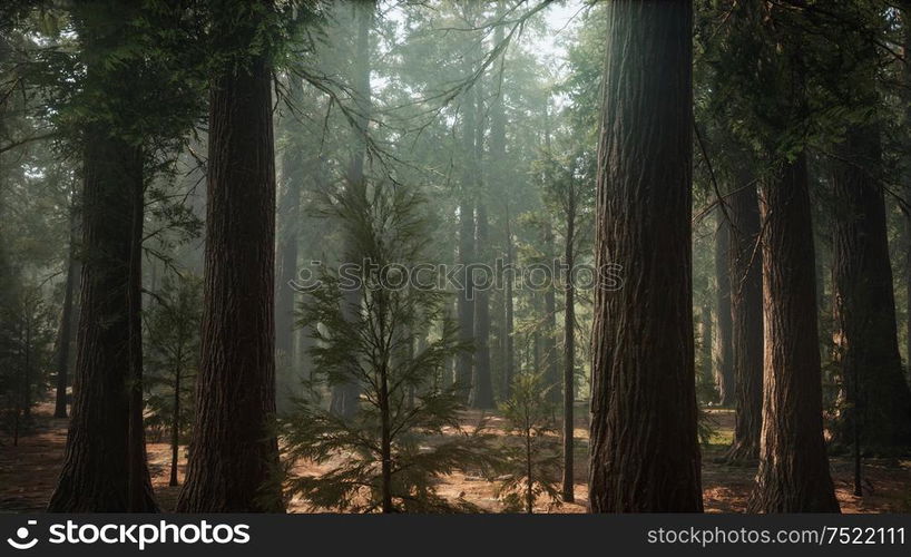 Sunrise in the Sequoias, General Grant Grove, Sequoia National Park