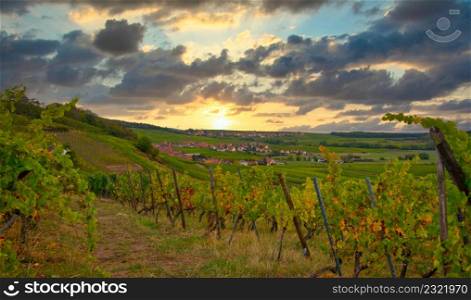 sunrise in the vineyards of Mittelbergheim in Alsace