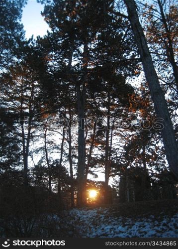 Sunrise in the winter forest. Caucaus nature