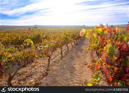 sunrise in vineyard at Utiel Requena tempranillo bobal grape vineyards spain