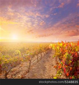 sunrise in vineyard at Utiel Requena tempranillo bobal grape vineyards spain