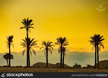 Sunrise landscape with palm trees in Sierra Alhamilla mountain range, Spain.. Palm trees in Sierra Alhamilla mountains, Spain