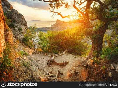 Sunrise mountain forest. Beautiful colorful landscape in summer. Sunny morning in Crimea.