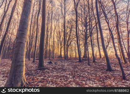 Sunrise on a cold morning in the forest at wintertime