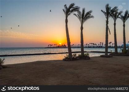 Sunrise on a peninsula of Hurghada across a row of palm trees on the Red Sea in Egypt. Sunrise on a peninsula