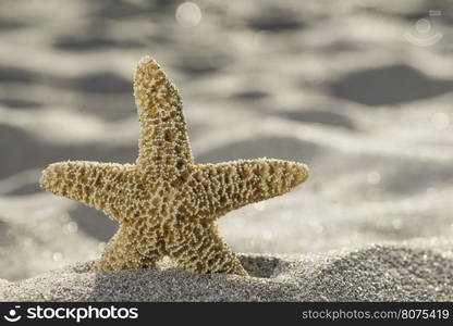 Sunrise on the beach. Starfish