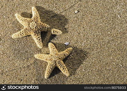 Sunrise on the beach. Starfish