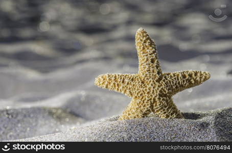 Sunrise on the beach. Starfish