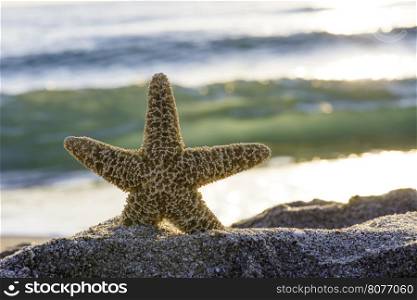 Sunrise on the beach. Starfish