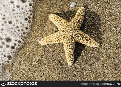 Sunrise on the beach. Starfish