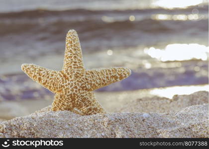 Sunrise on the beach. Starfish