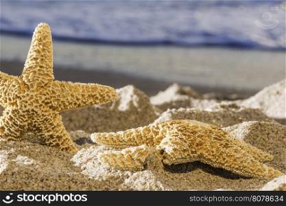 Sunrise on the beach. Starfish