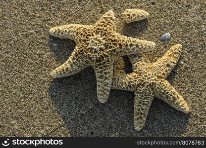 Sunrise on the beach. Starfish