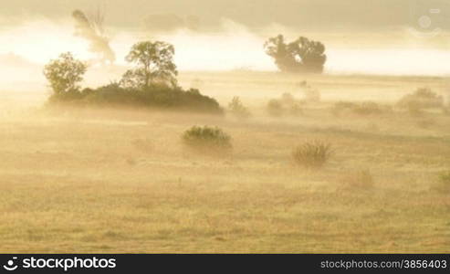 sunrise on the meadow summery morning