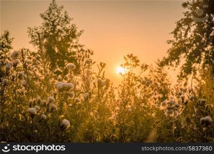 Sunrise over a field with thistle flowers in the morning