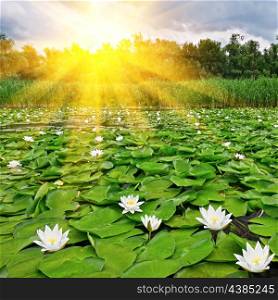 Sunrise over a spring lake with a white lilies