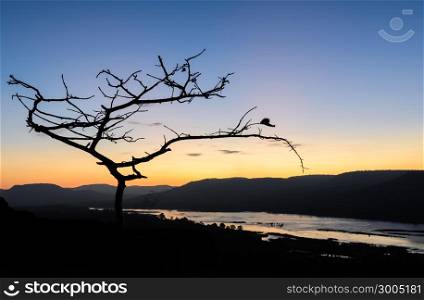 Sunrise over mountain with silhouette tree