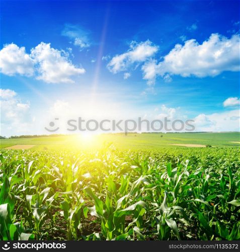 Sunrise over summer corn field.