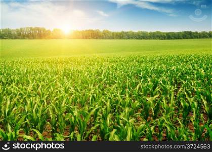 sunrise over the corn field
