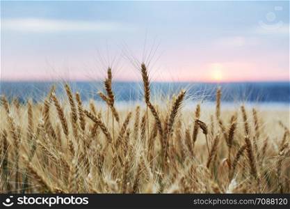 sunrise over the wheat field. beautiful countryside landscape.