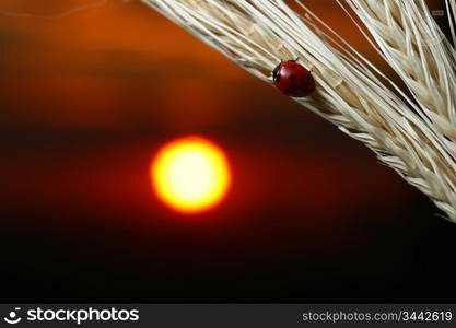 sunrise red ladybug on wheat