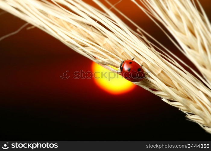 sunrise red ladybug on wheat