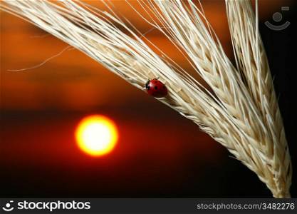 sunrise red ladybug on wheat