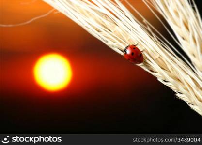 sunrise red ladybug on wheat