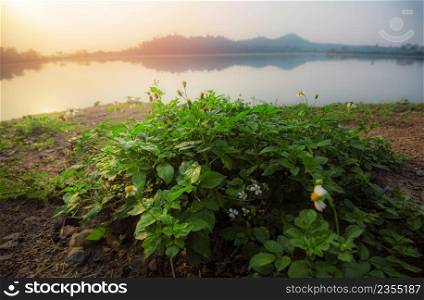 sunrise river, winter morning with sunlight on the river with mountain hill background and flower grass