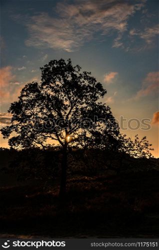 Sunrise tree silhouette Fischbeker Heide. Sunrise tree