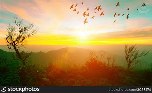 Sunrise with flare at the mountain with trees and flying birds i. Sunrise with flare at the mountain with trees and flying birds in the sky. Vintage color filtered.