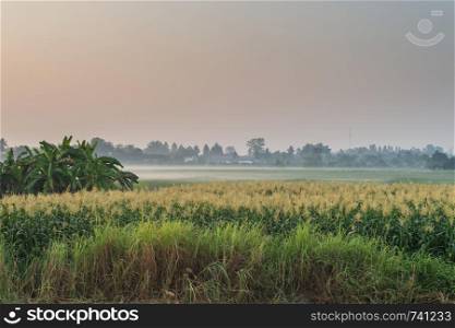 Sunrise with fog and views of the fields