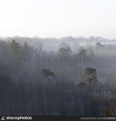 sunrise with fog in forest near doorn and utrecht on cold winter morning in the netherlands seen from above