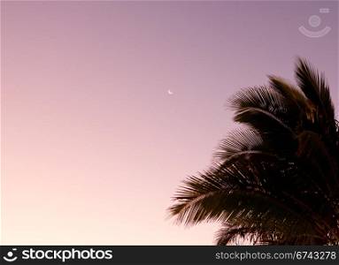 Sunrise with palm tree and crescent moon in sky